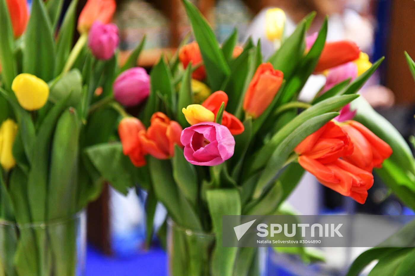 Tulips