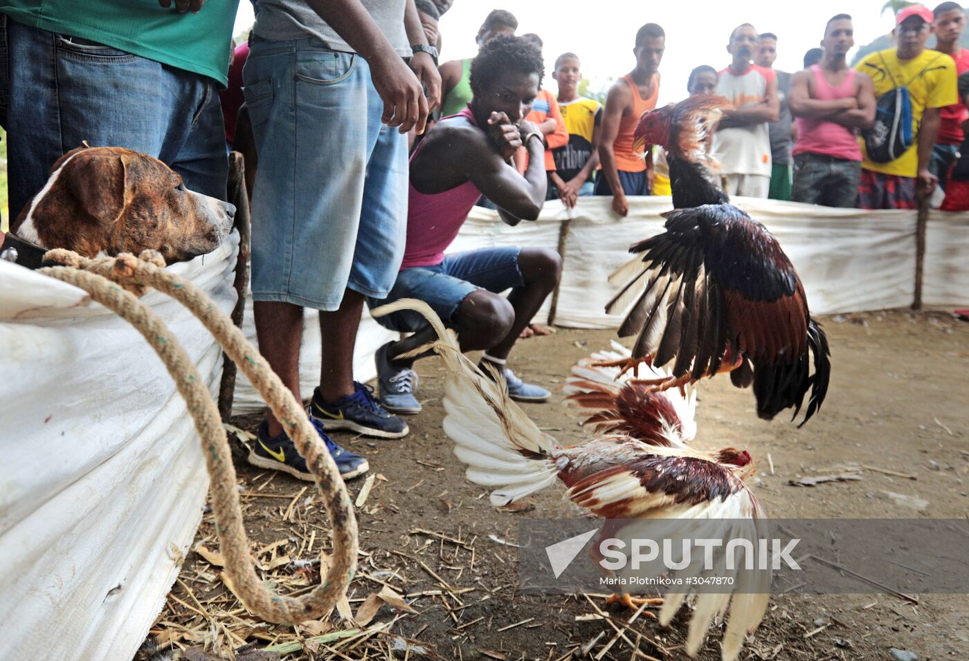 Cockfighting in Cuba