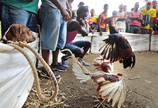 Cockfighting in Cuba