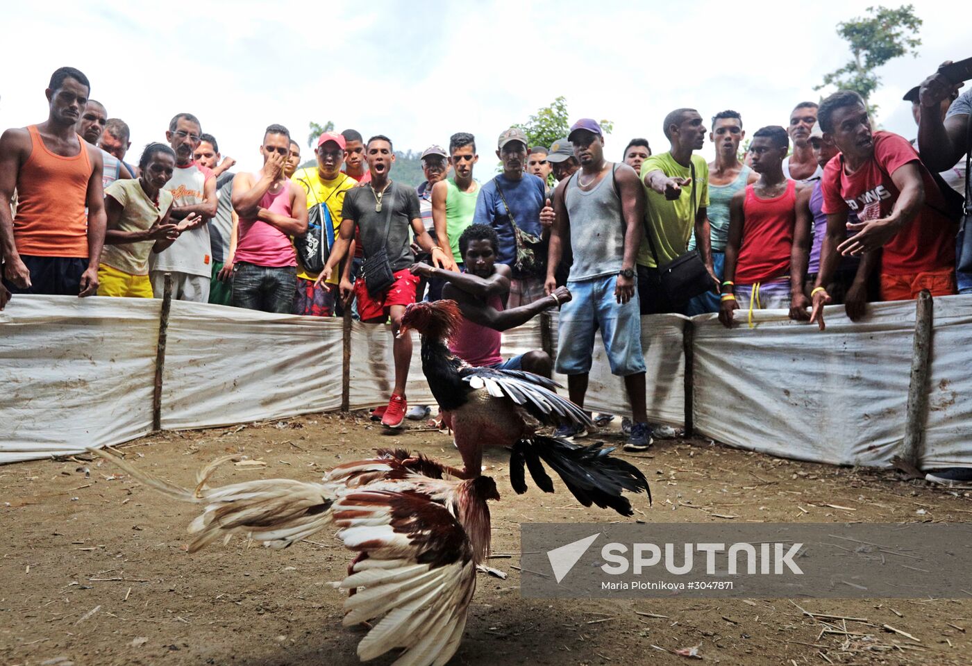 Cockfighting in Cuba