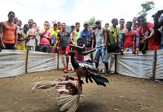 Cockfighting in Cuba