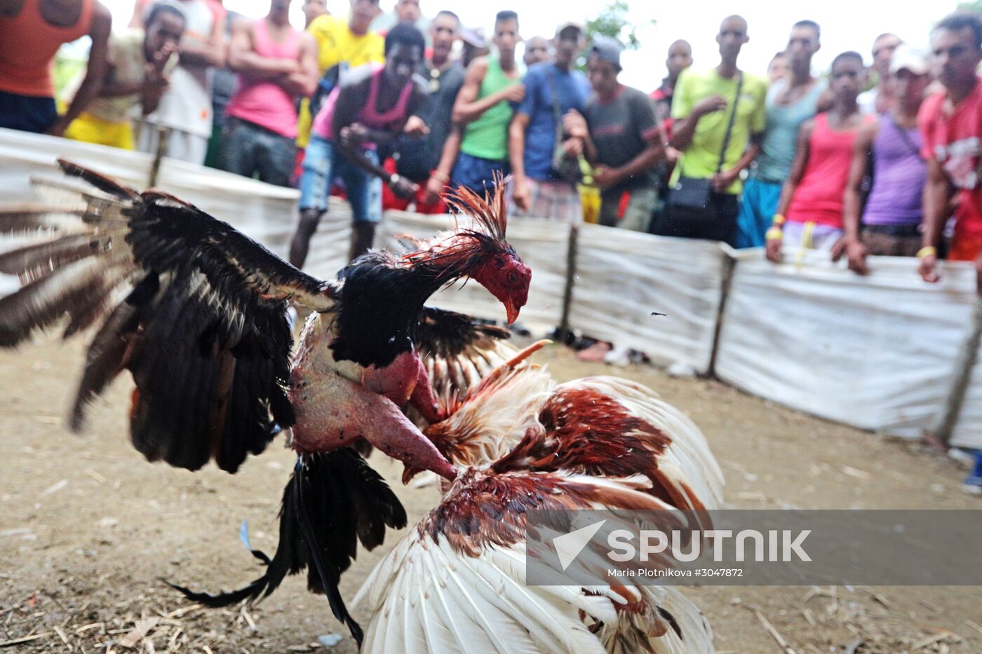 Cockfighting in Cuba