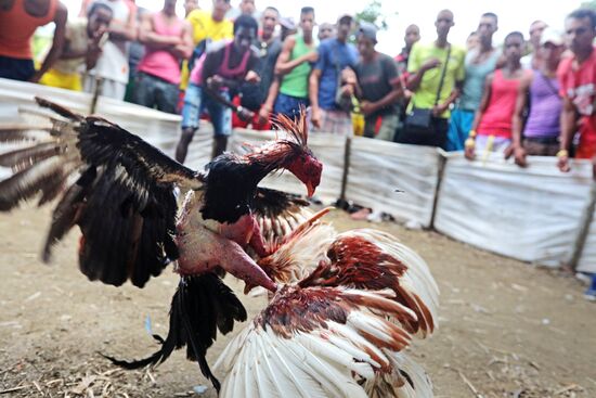 Cockfighting in Cuba