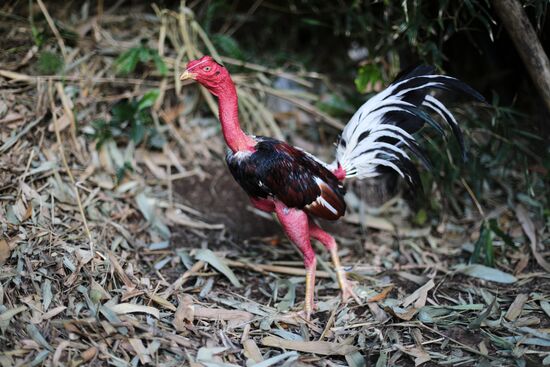 Cockfighting in Cuba