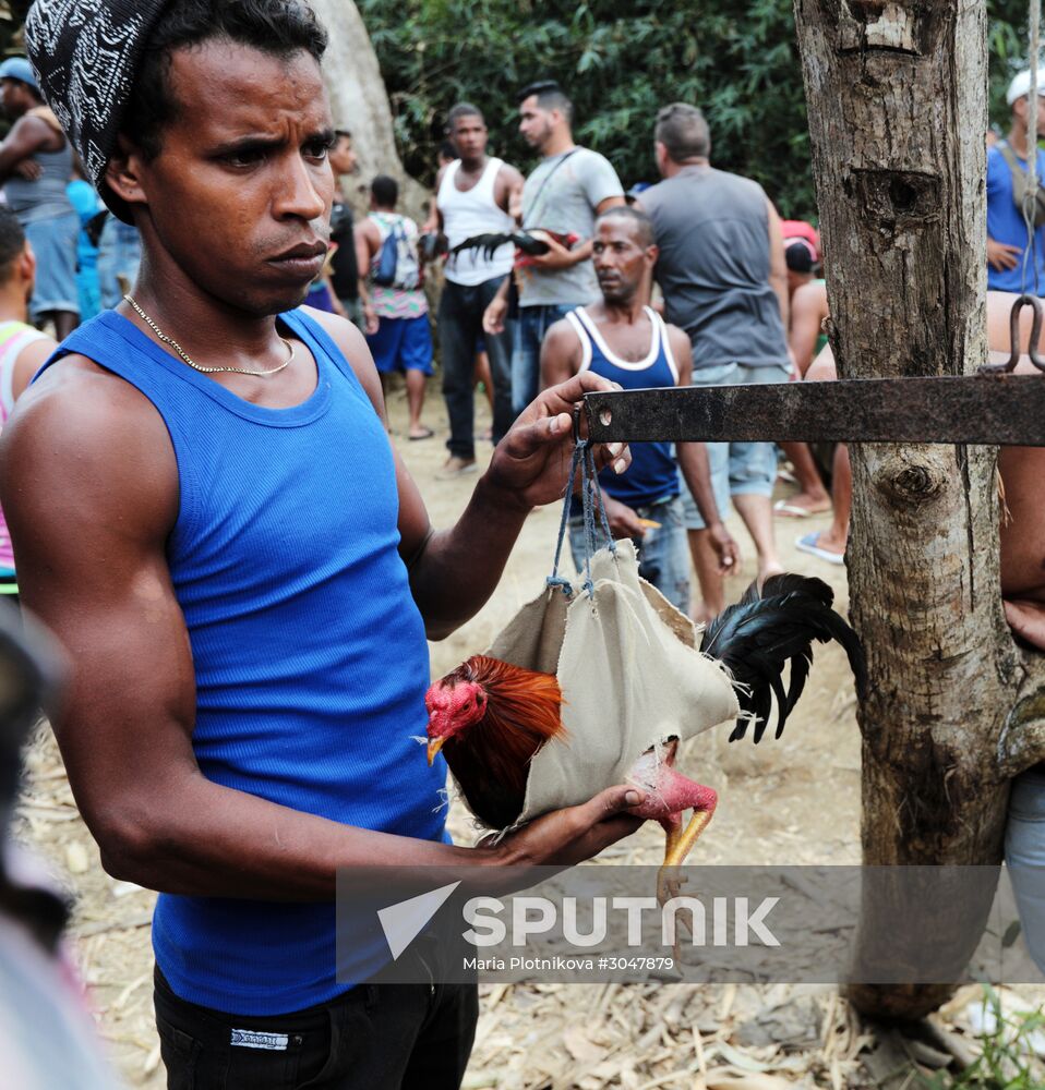 Cockfighting in Cuba