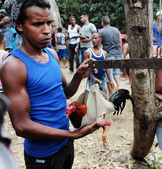 Cockfighting in Cuba