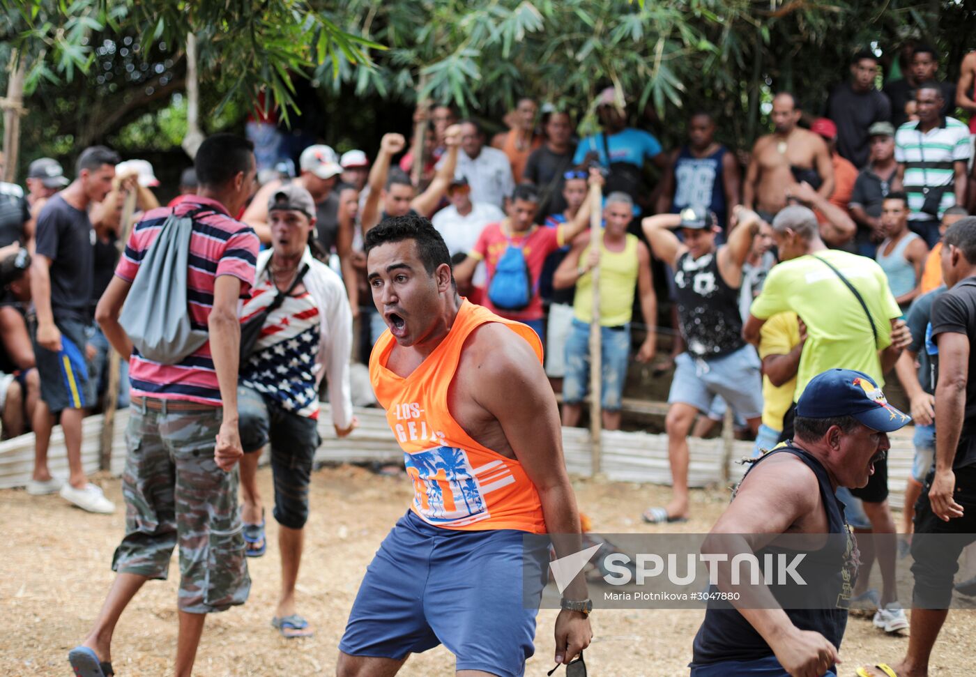 Cockfighting in Cuba