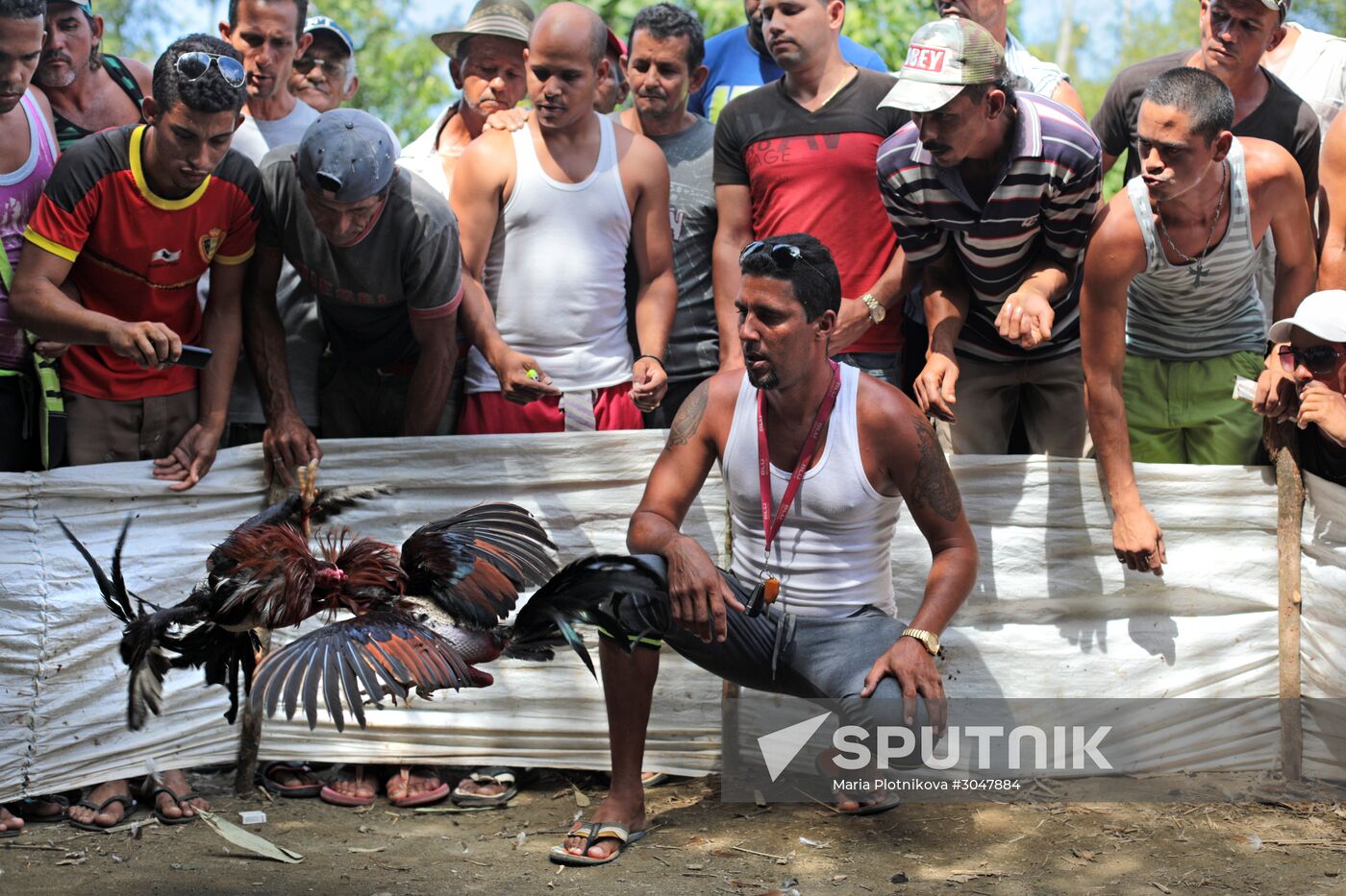 Cockfighting in Cuba