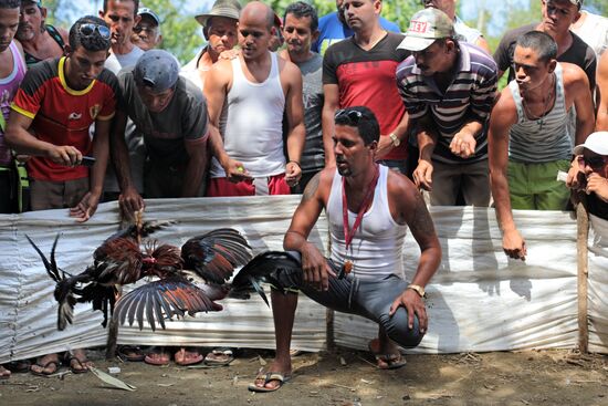 Cockfighting in Cuba