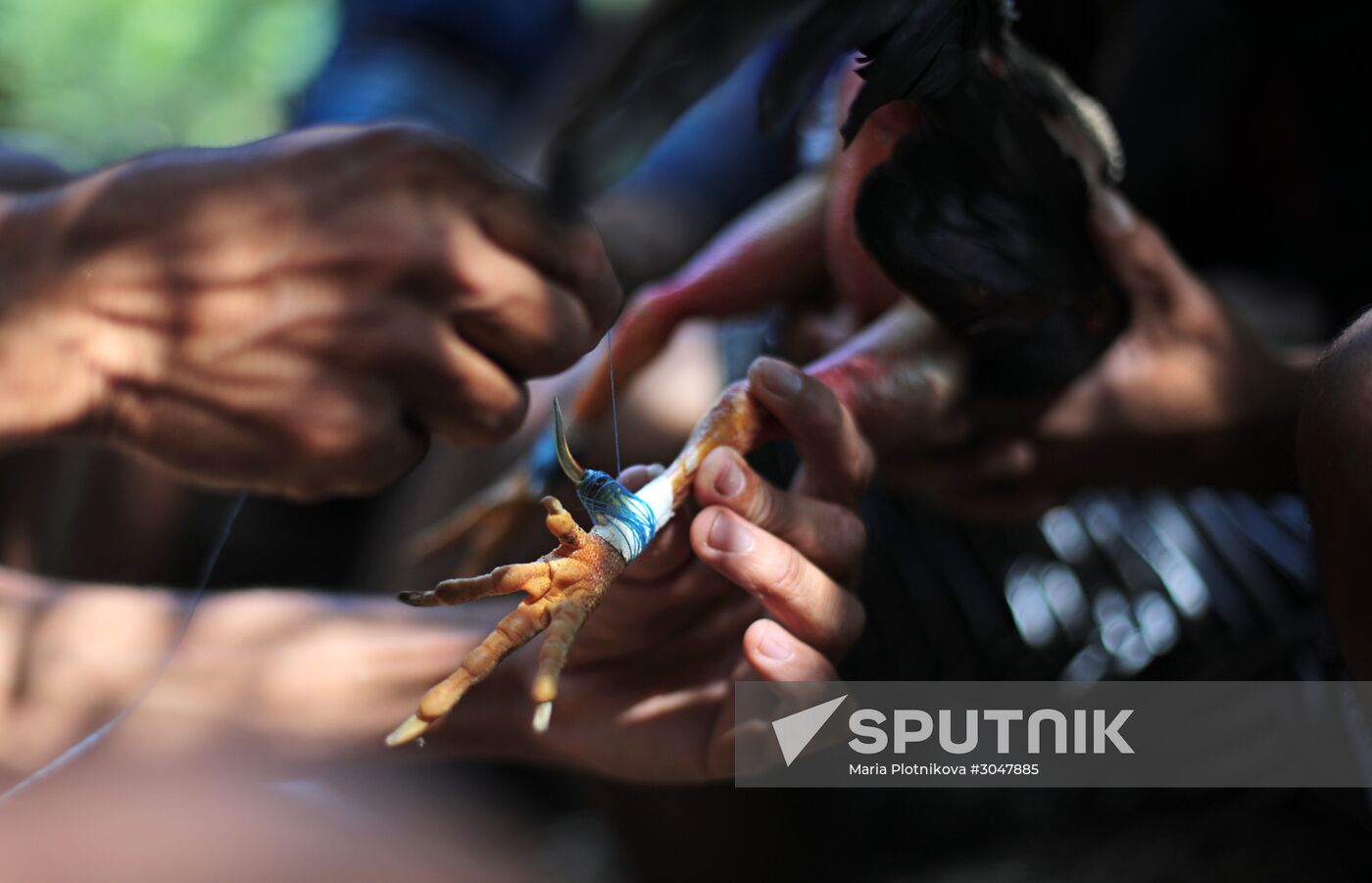 Cockfighting in Cuba
