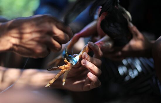 Cockfighting in Cuba