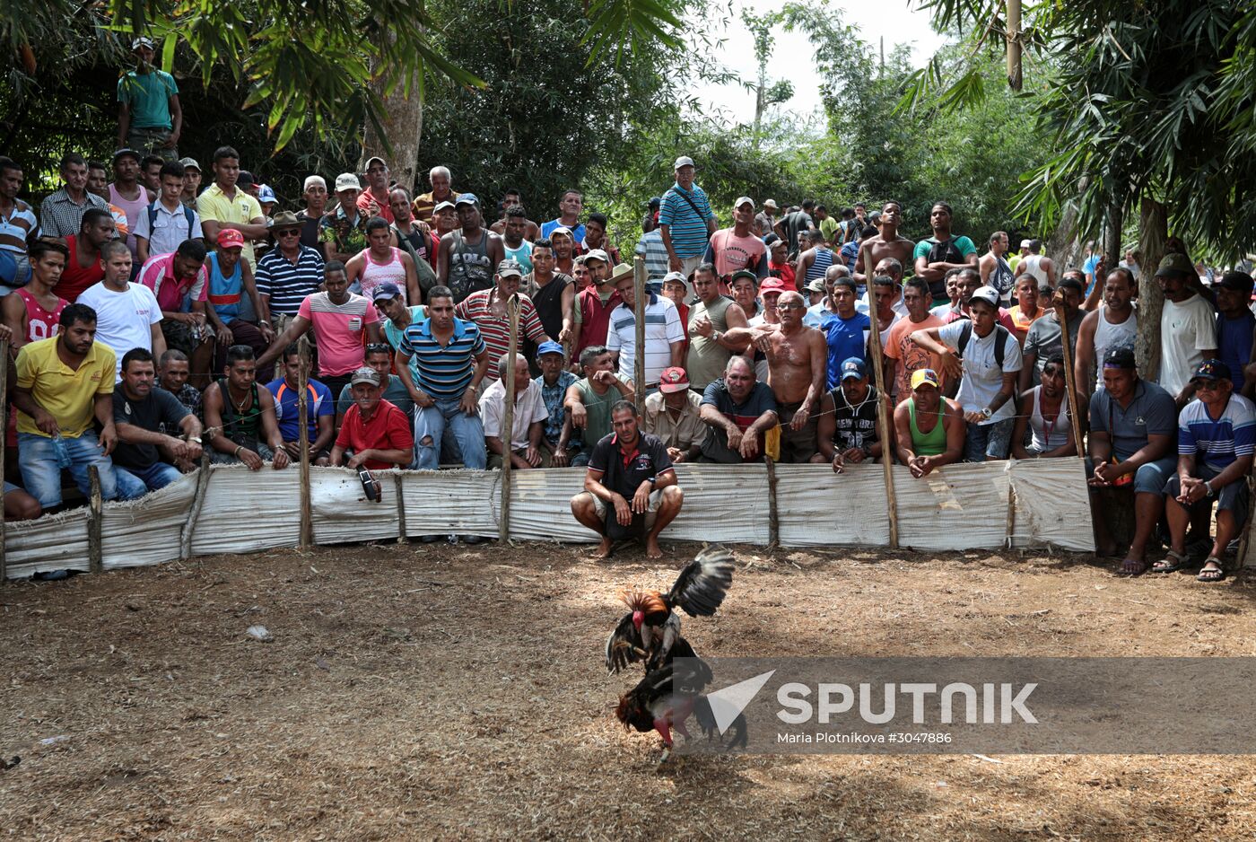 Cockfighting in Cuba