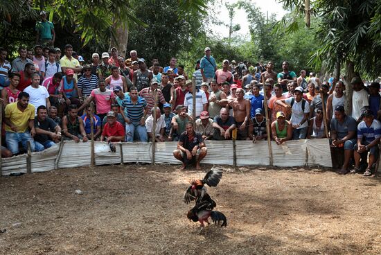 Cockfighting in Cuba