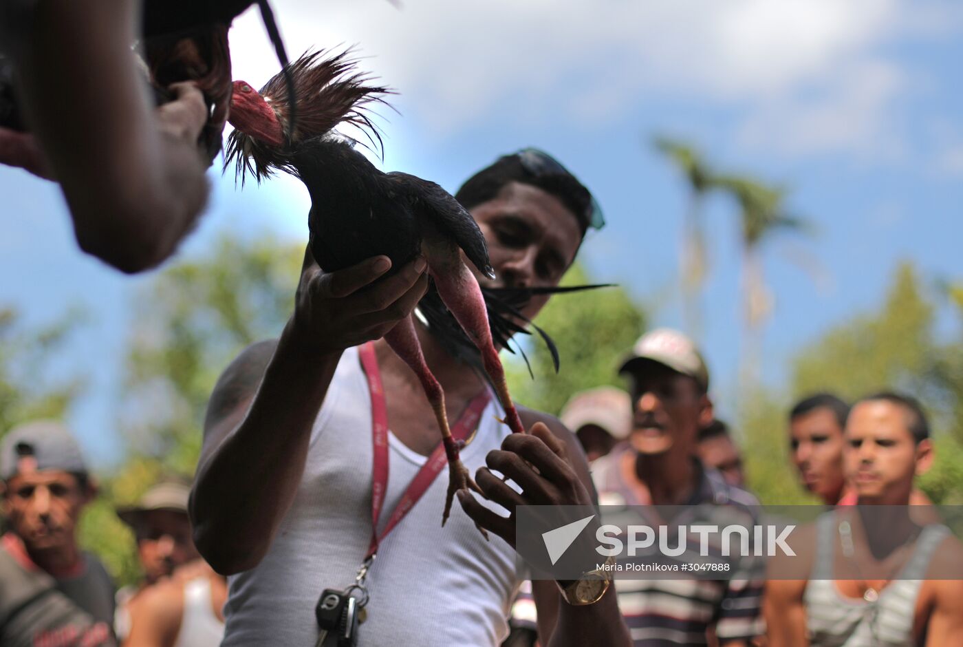 Cockfighting in Cuba