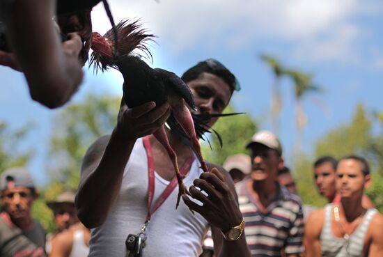 Cockfighting in Cuba