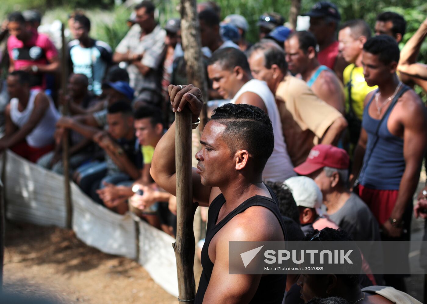 Cockfighting in Cuba