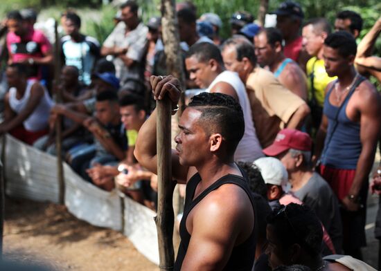 Cockfighting in Cuba