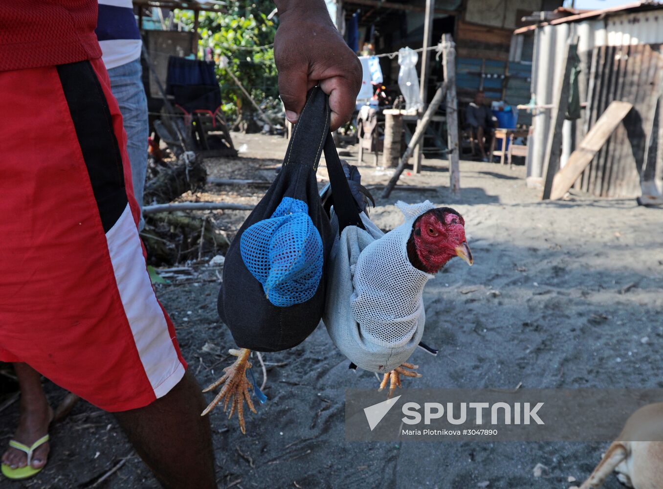 Cockfighting in Cuba