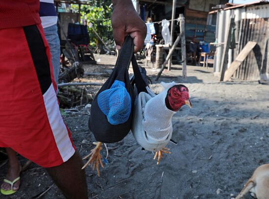 Cockfighting in Cuba