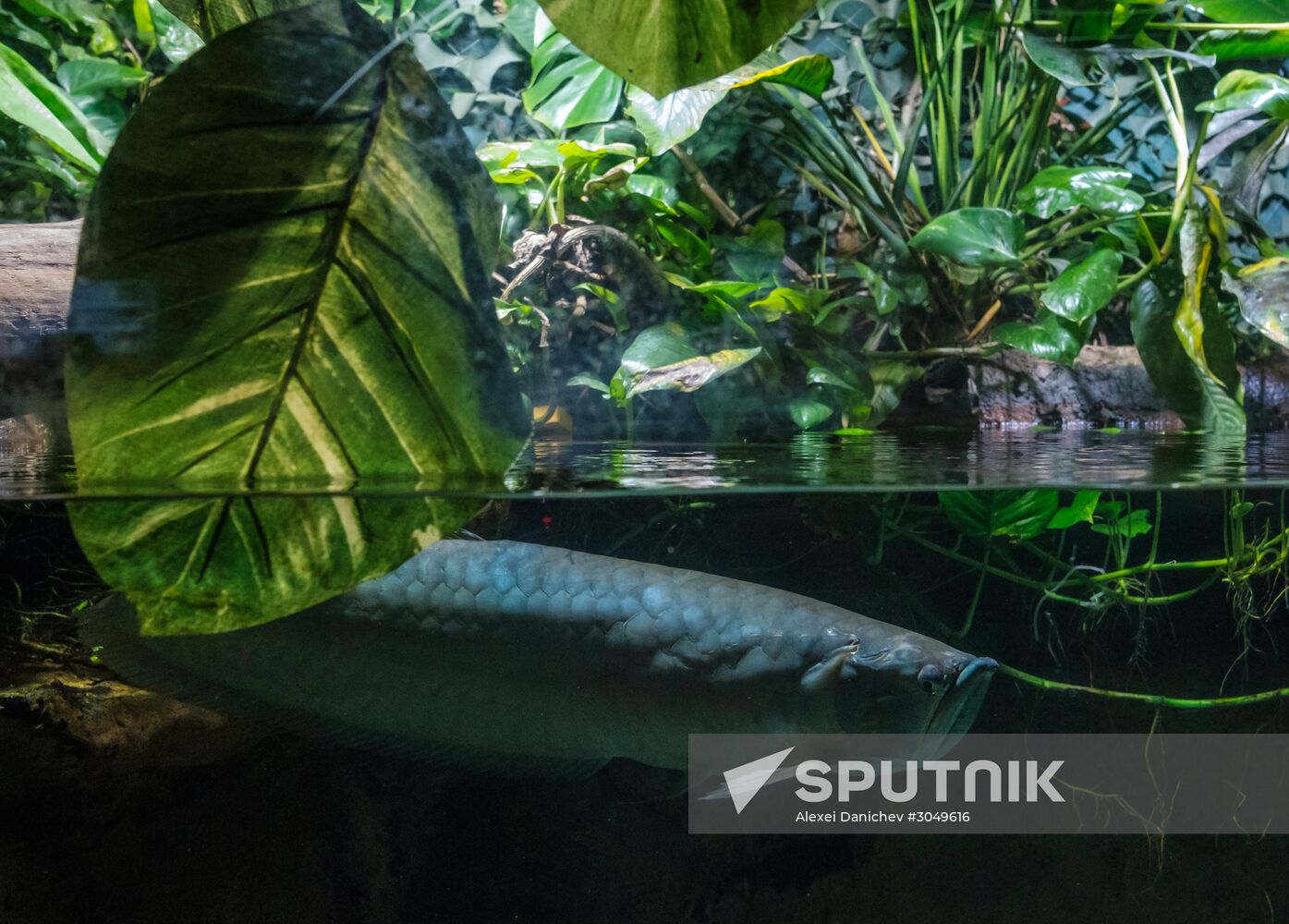 St. Petersburg Aquarium