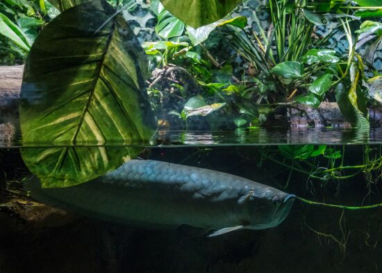 St. Petersburg Aquarium