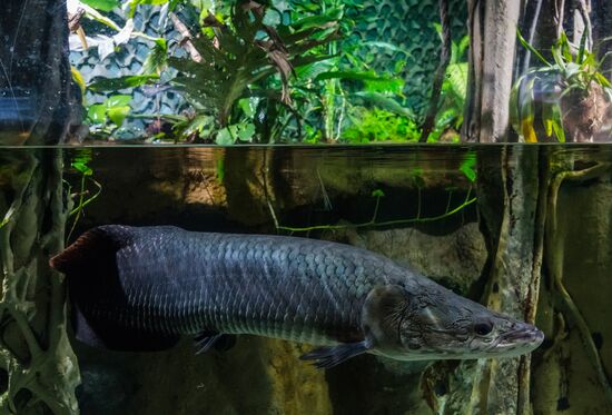 St. Petersburg Aquarium