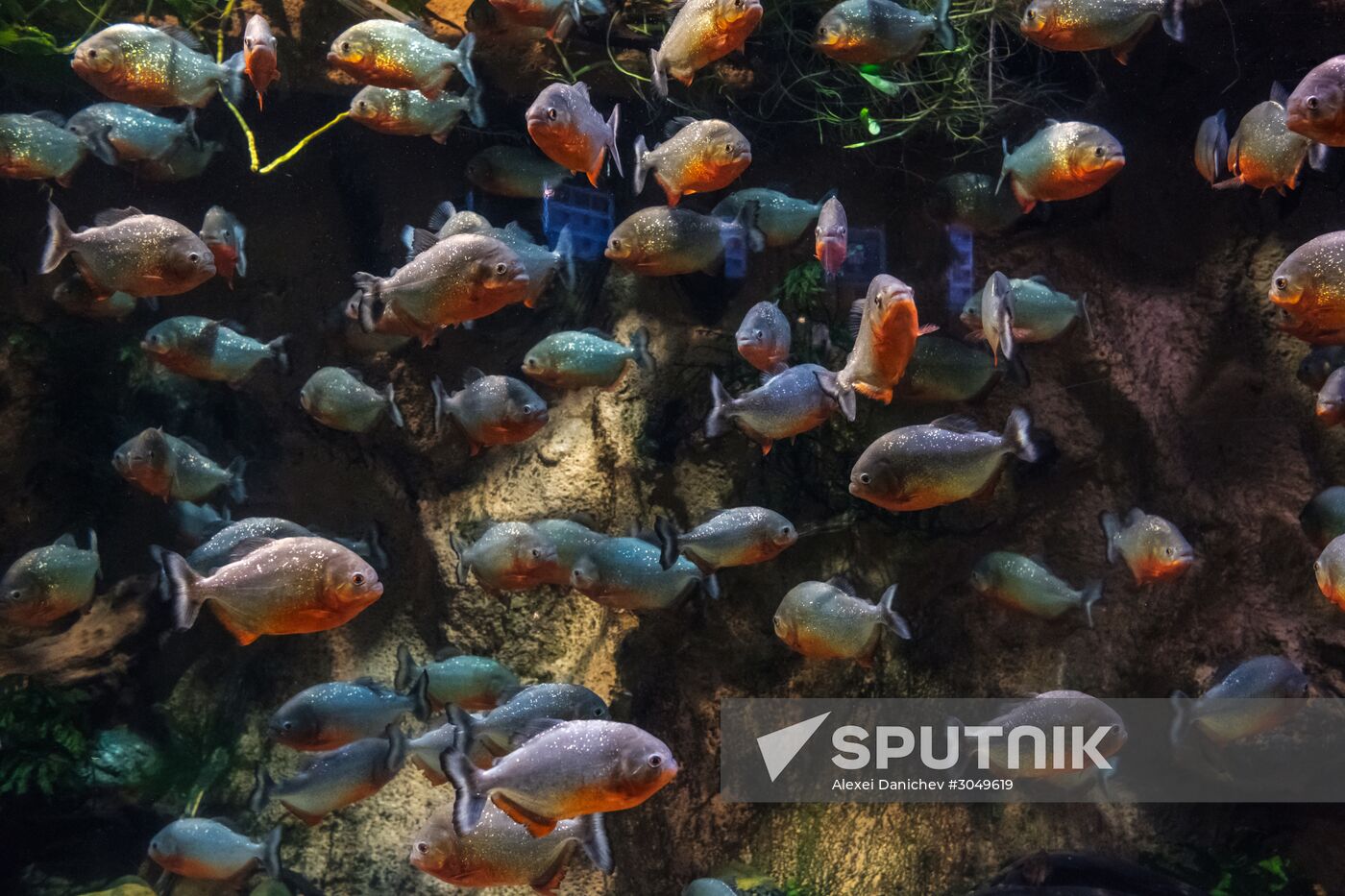 St. Petersburg Aquarium