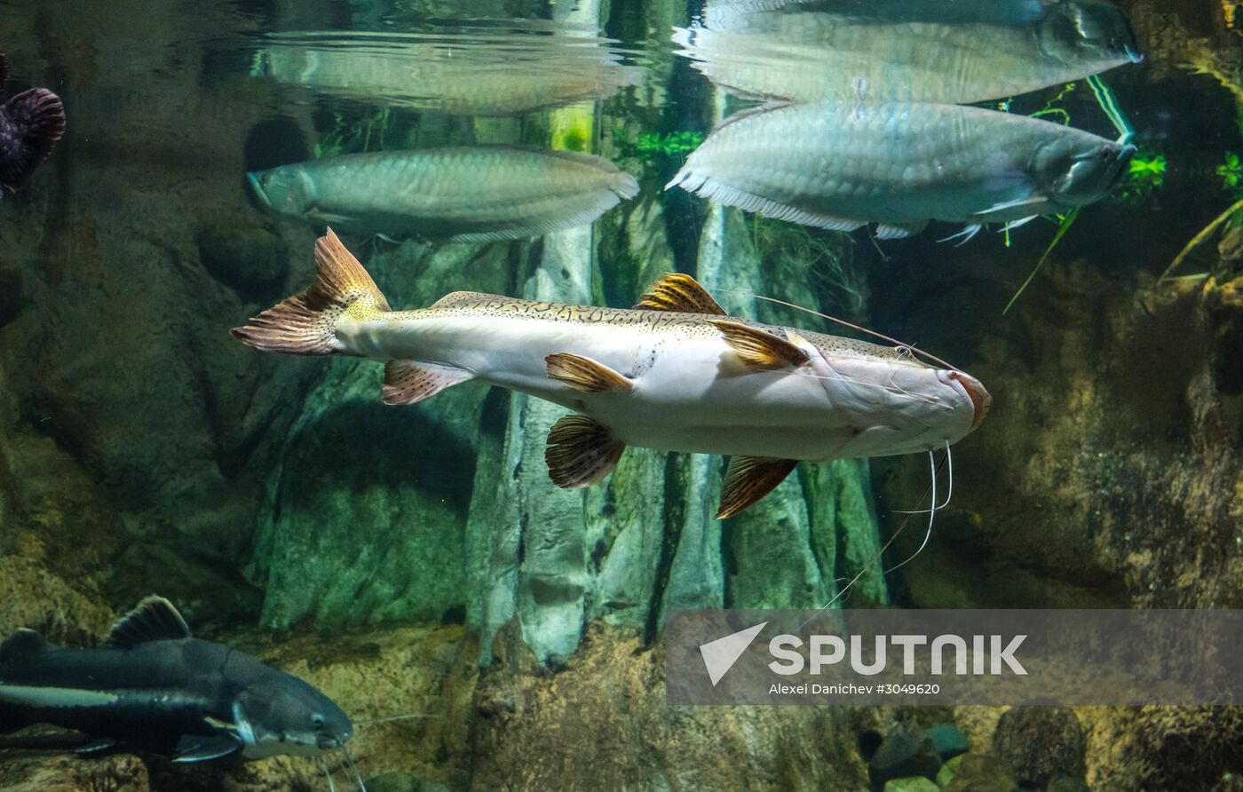 St. Petersburg Aquarium