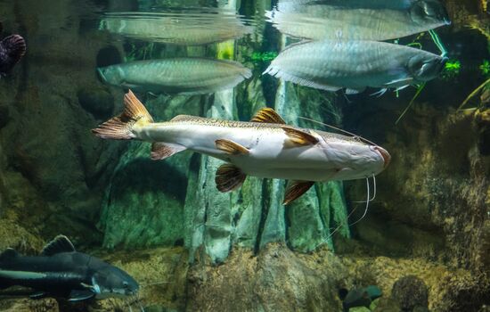 St. Petersburg Aquarium