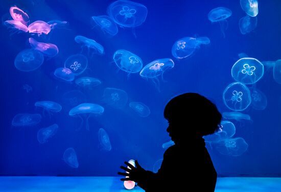 St. Petersburg Oceanarium