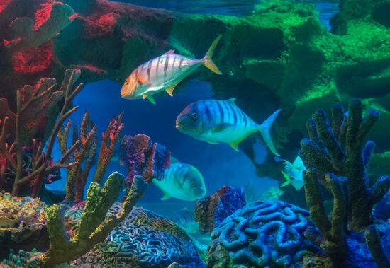St. Petersburg Aquarium