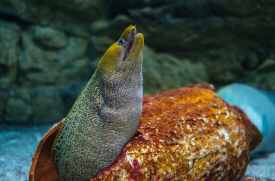 St. Petersburg Aquarium