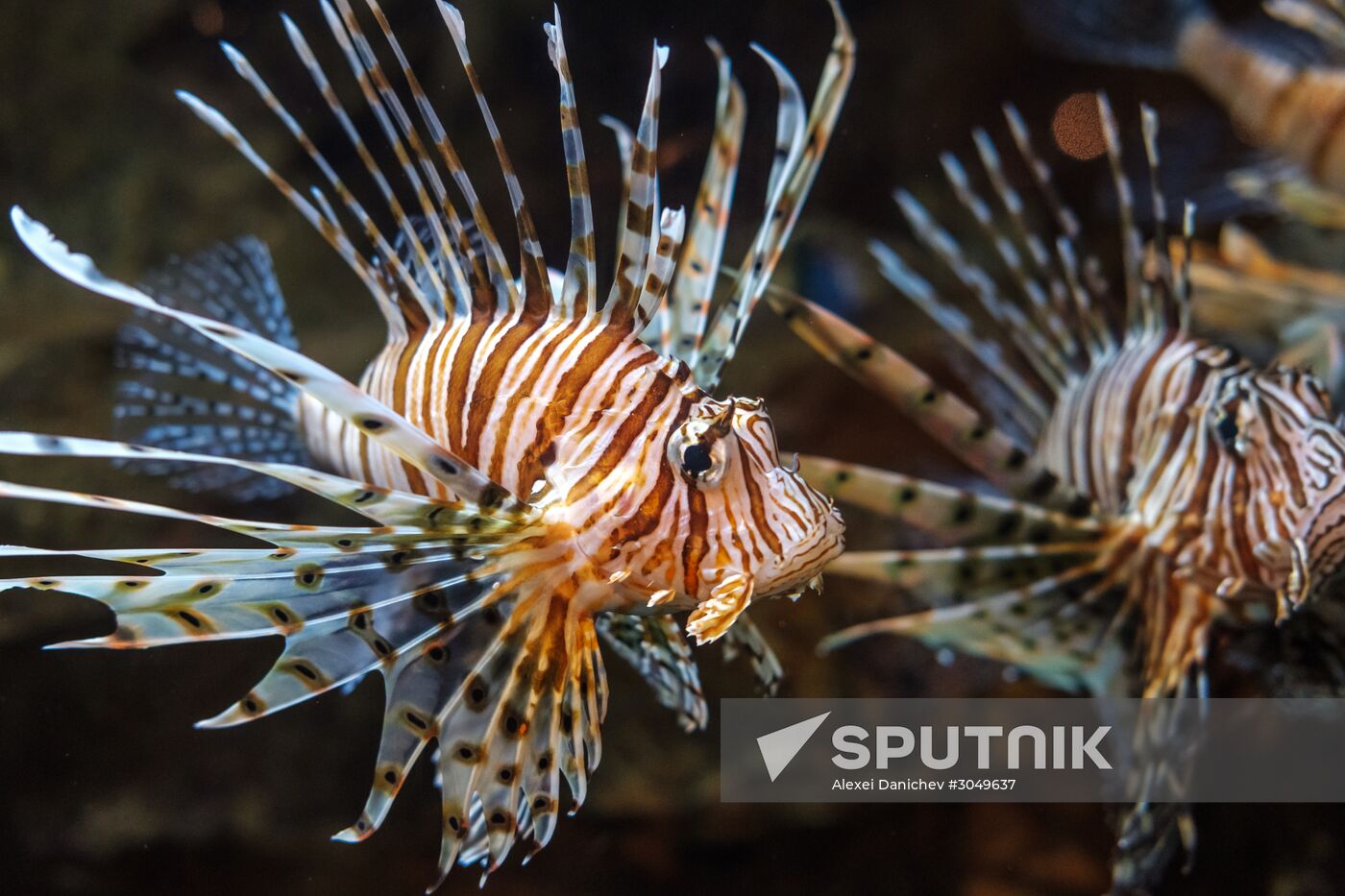 St. Petersburg Aquarium