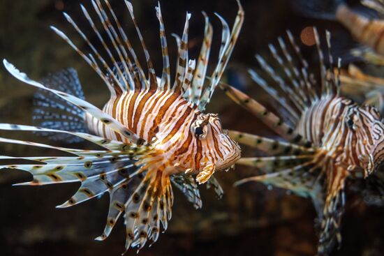 St. Petersburg Aquarium