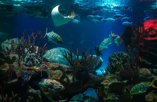 St. Petersburg Oceanarium