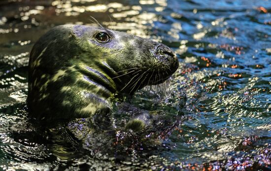 St. Petersburg Oceanarium