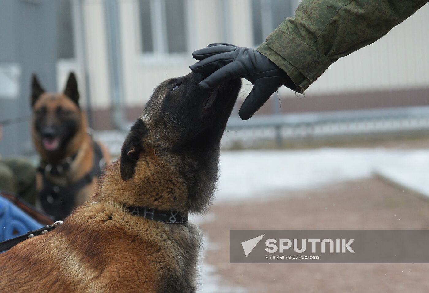 Training of canine services of National Guard Troops Service
