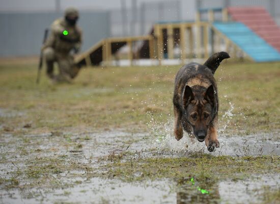 Training of canine services of National Guard Troops Service