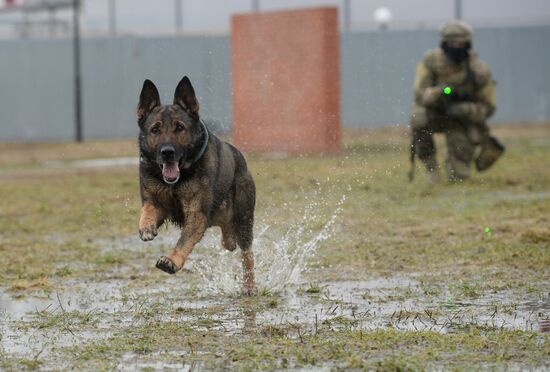 Training of canine services of National Guard Troops Service