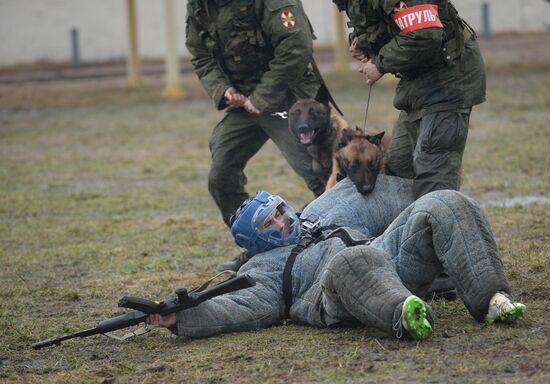 Training of canine services of National Guard Troops Service