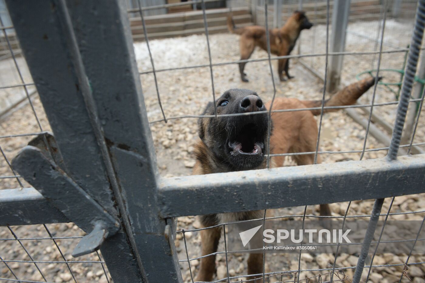 Training of canine services of National Guard Troops Service