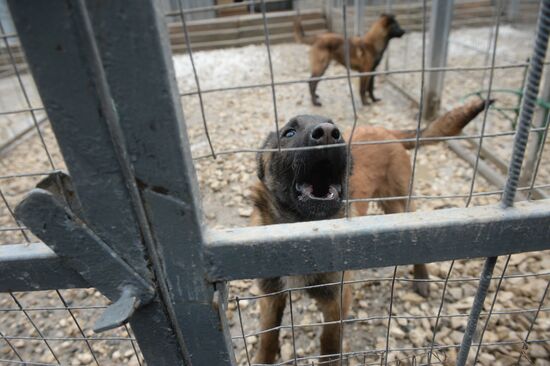 Training of canine services of National Guard Troops Service