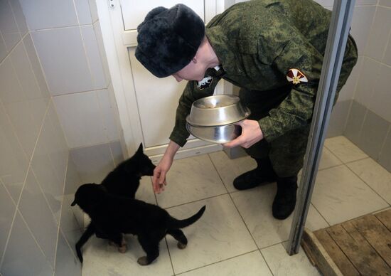 Training of canine services of National Guard Troops Service