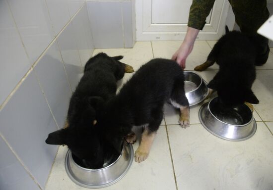 Training of canine services of National Guard Troops Service