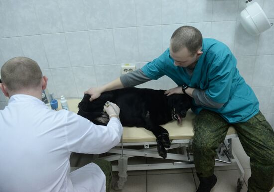 Training of canine services of National Guard Troops Service
