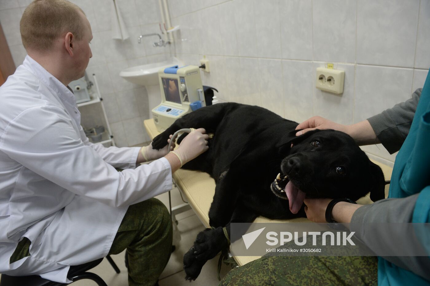 Training of canine services of National Guard Troops Service