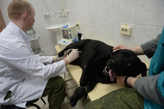 Training of canine services of National Guard Troops Service