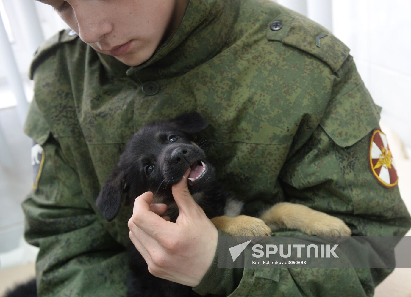 Training of canine services of National Guard Troops Service