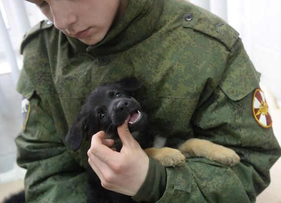Training of canine services of National Guard Troops Service