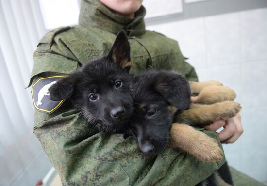 Training of canine services of National Guard Troops Service